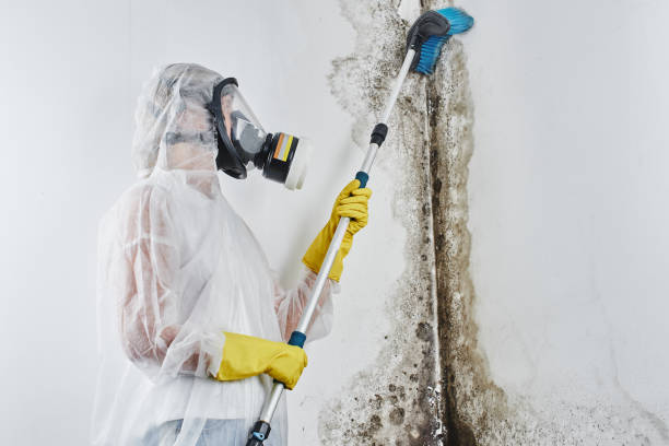Best Mold Damage Repair  in Cibolo, TX