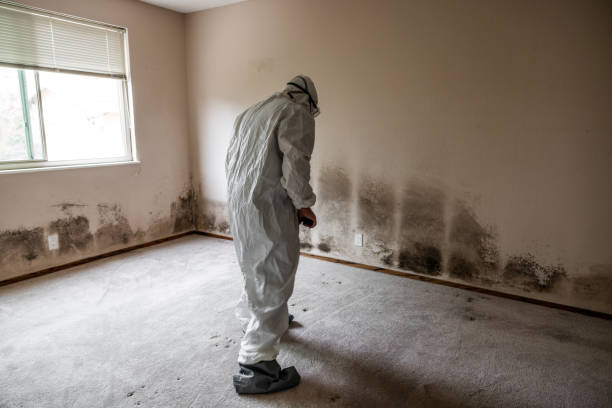 Best Same-Day Mold Removal  in Cibolo, TX